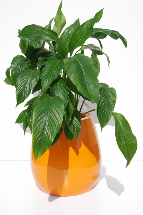 flower-pot-KAMA-Silba-M-orange.jpg